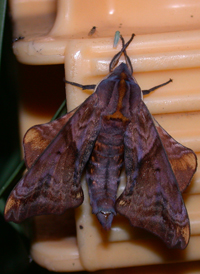 Small-eyed Sphinx